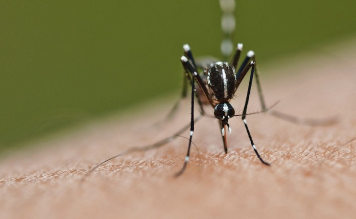 dengue